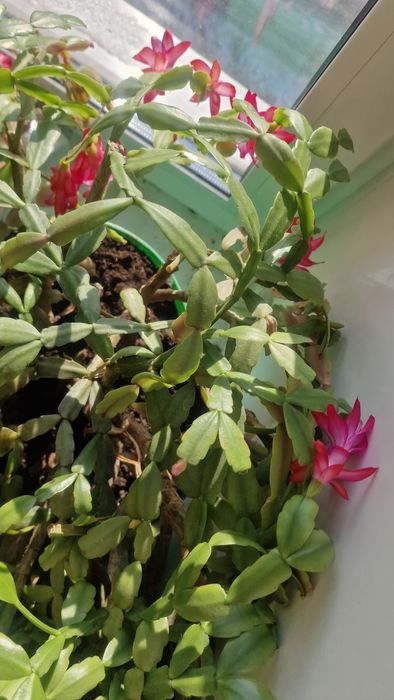 Продам цветок Декабрист