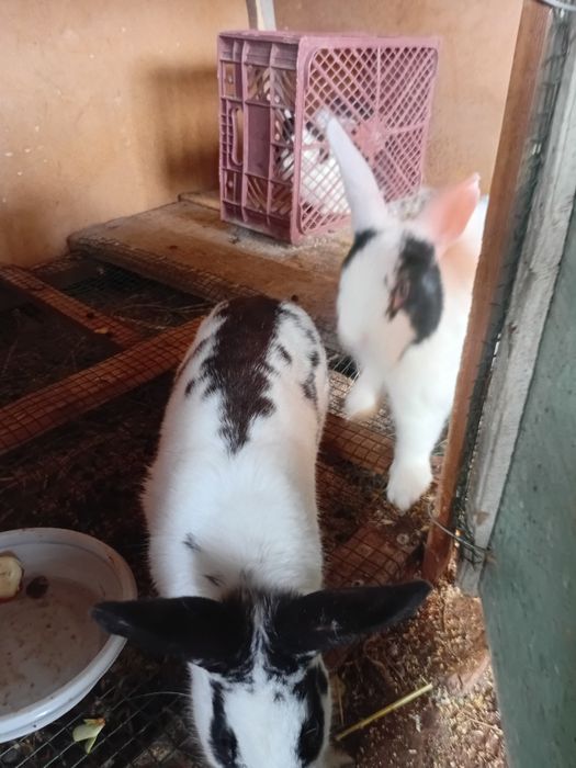 Panda quyon turishi zor