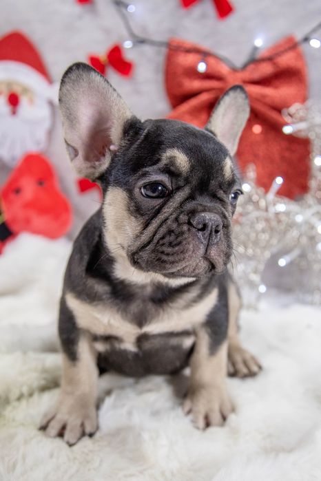 bulldog francez black tan
