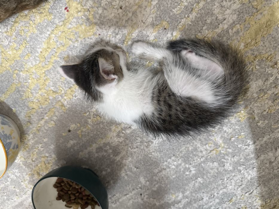 Kishkanday pishiklar eli emizikli