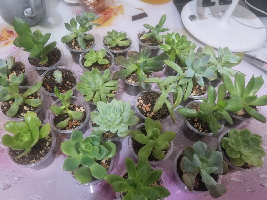 Продам Сукуленты
