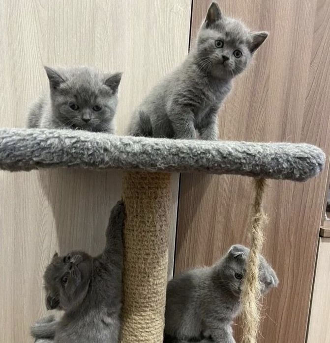 Британские котята