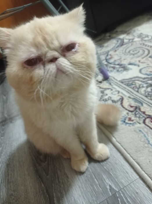 Кот на вязку перс 300 тысяч