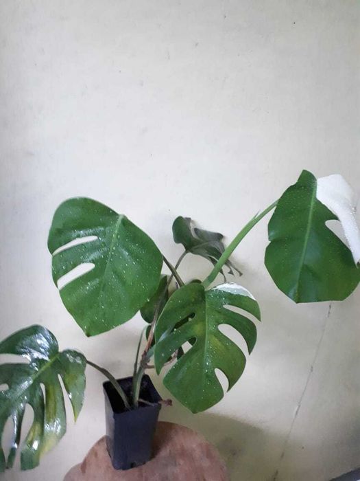 Монстера, Monstera