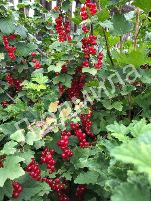 Саженцы красной смородины