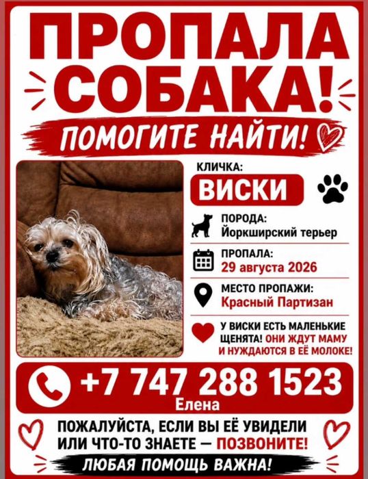 Потерялась собака