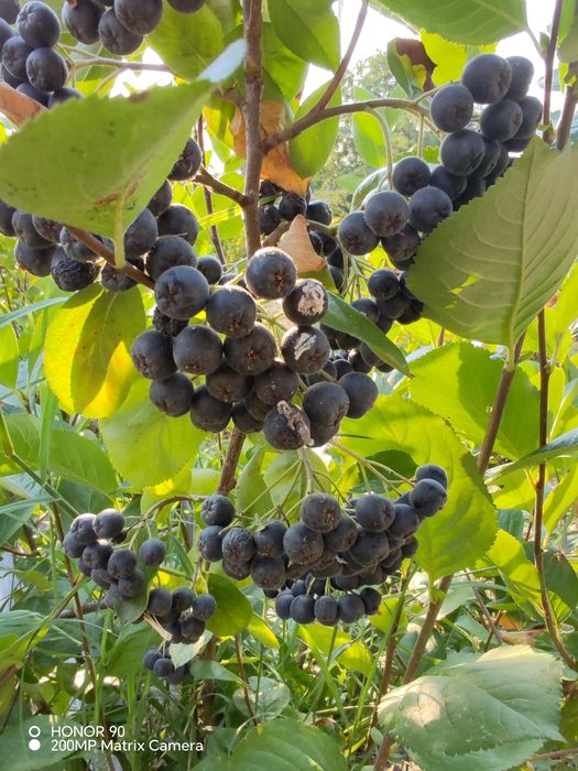 Fructe de Aronia BIO