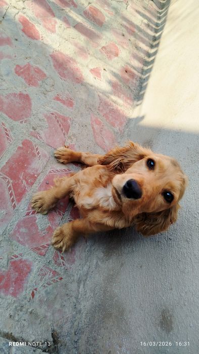 Zur it lekin yomon shuhda