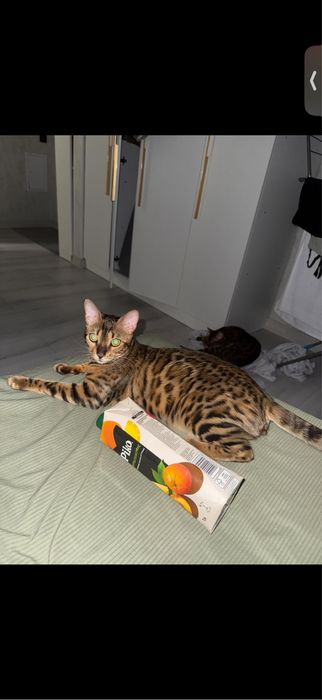 Бенгальские котята