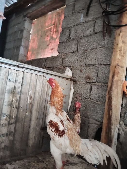 Қораз Дакан 8 айлық