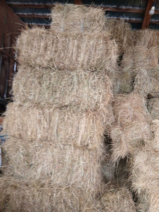 Baloti fan de vanzare