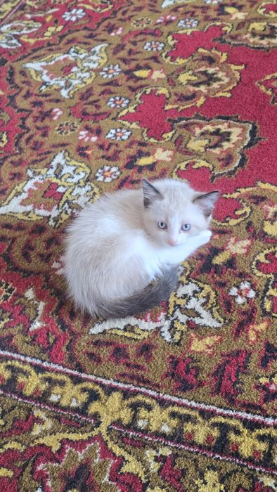 Отдам котенка девочка