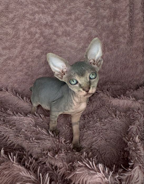 Котята сфинкса.