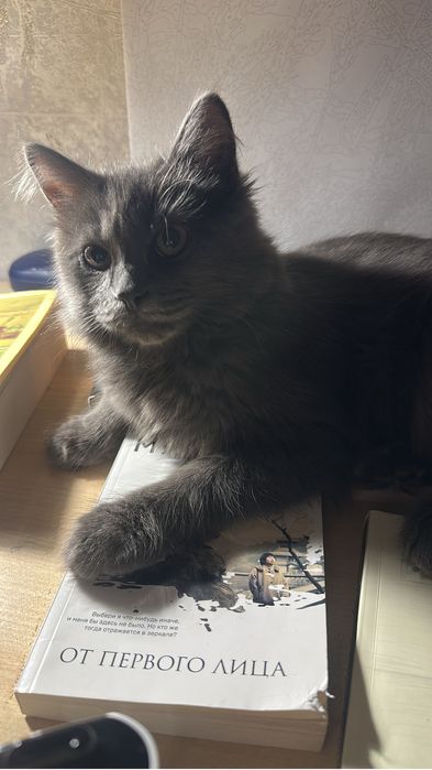отдам котенка. Мальчик