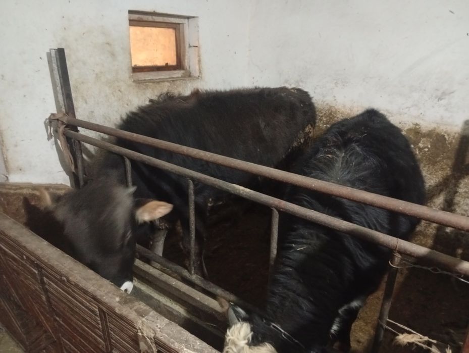 бұқалар сатамын семиз