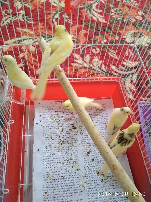 Prodam Kanareyki limonniy. Sayroqi.