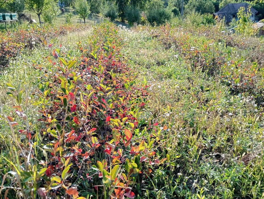 Aronia de vanzare
