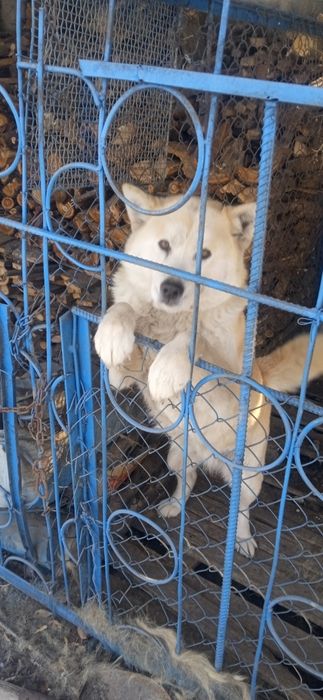 Вязка собак Акита Инну