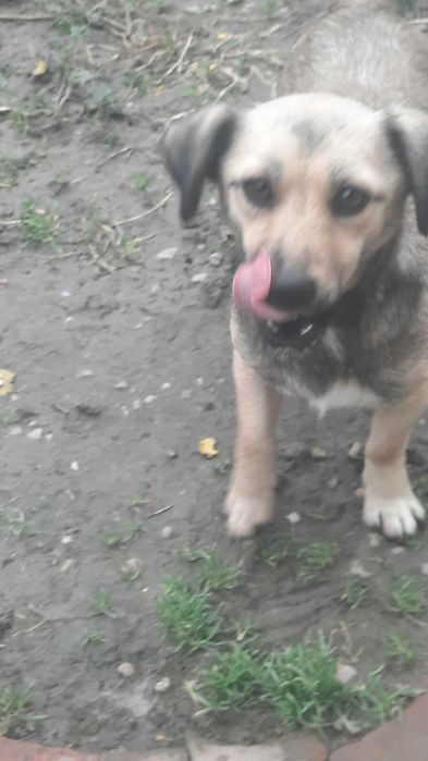 Adoptie catelusa talie foarte mica