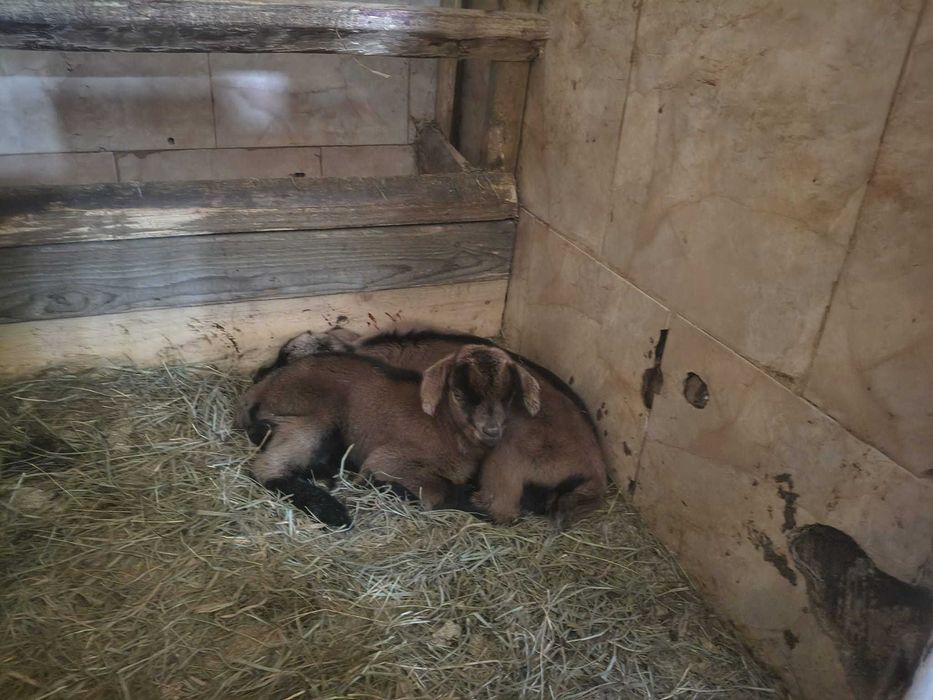 Capra Alpina Franceza prima fatare 2 iezi (iada si tap) si una fara ...
