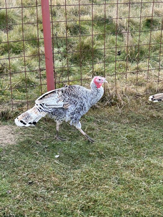 Vand 1 curcan si doua curici