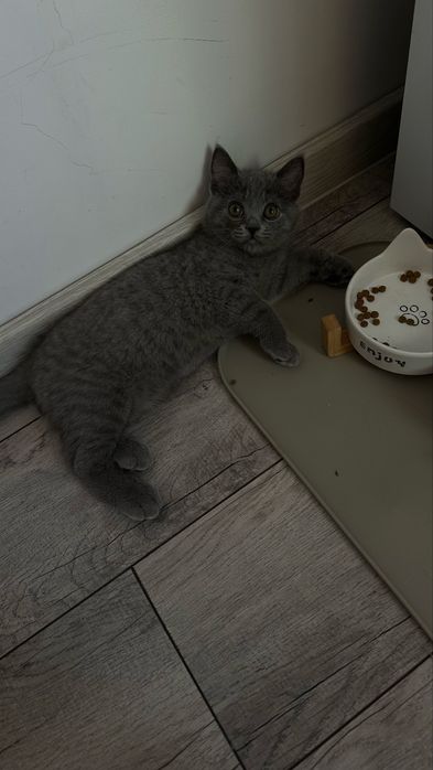 Котенок британец