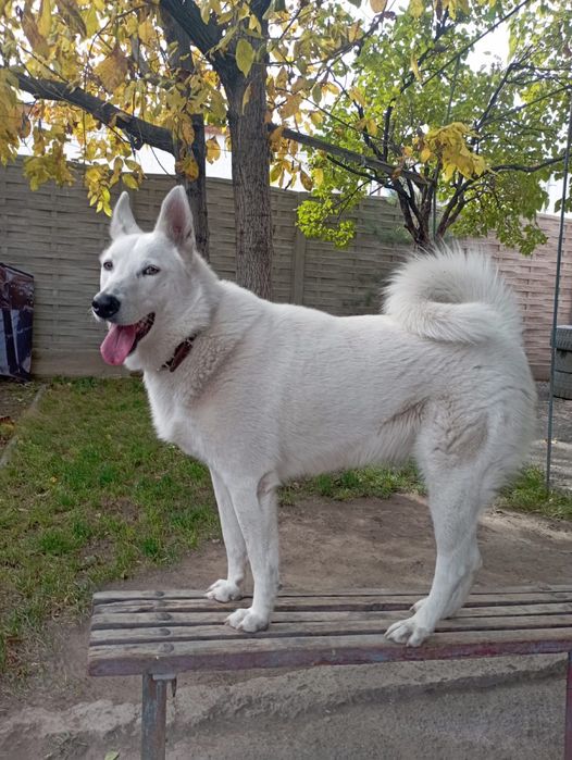 Щенок 4 месяца .