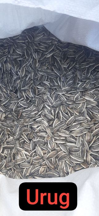 361 марка семечка МЕГА УРУГ