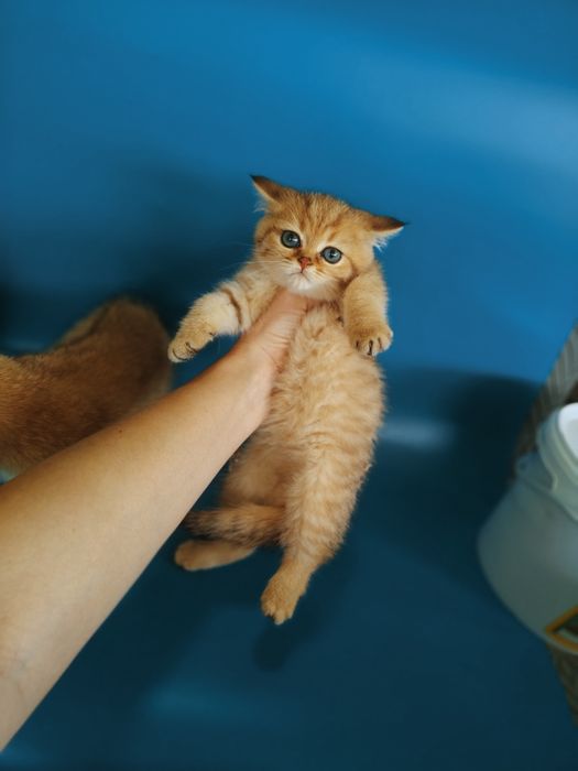 Котята Шиншиллы золотые