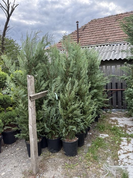 Cupressocyparis leylandii ( tuia ) pentru gard viu, dimensiuni de la 1.50 pana la 3.50-4.00m transport cu masini personale gratuit cu plata la livrare