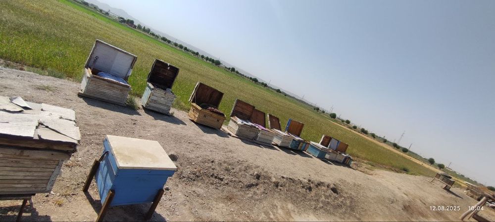 Asalari oilasi sotiladi