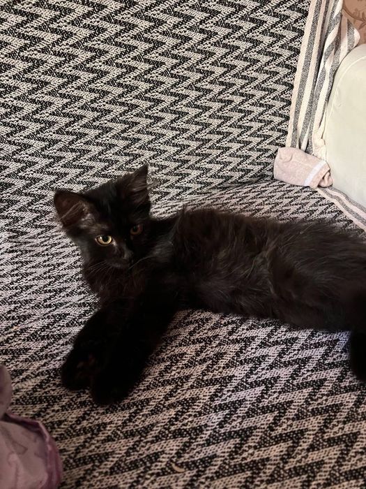 Котенок в добрые ручки