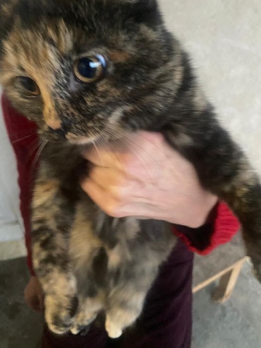 Отдаю котят в хорошие добрые руки