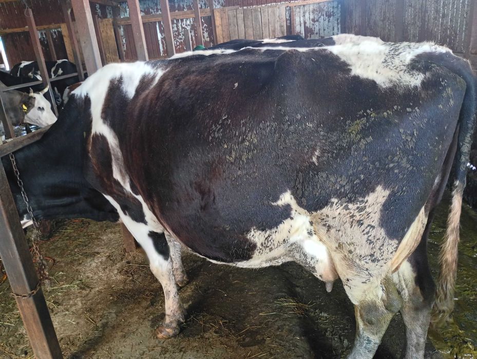 Vand vaca de 700 de kg