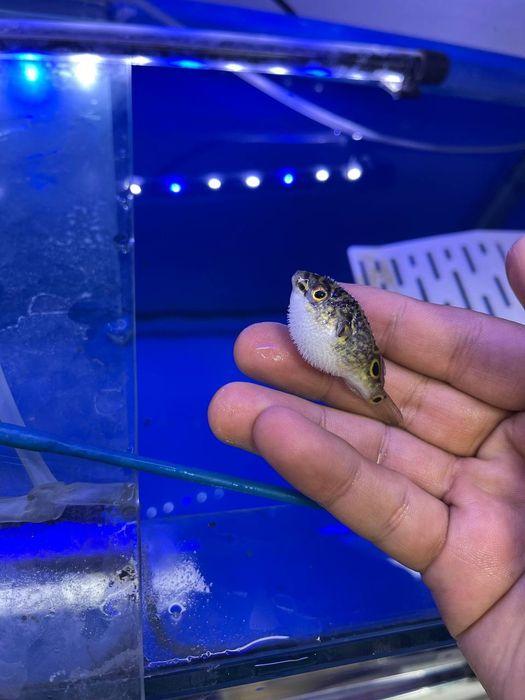 Akvarum va baliq magazin