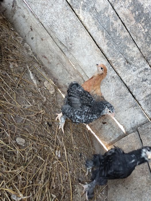 Цыплята,кохинхин/родонит