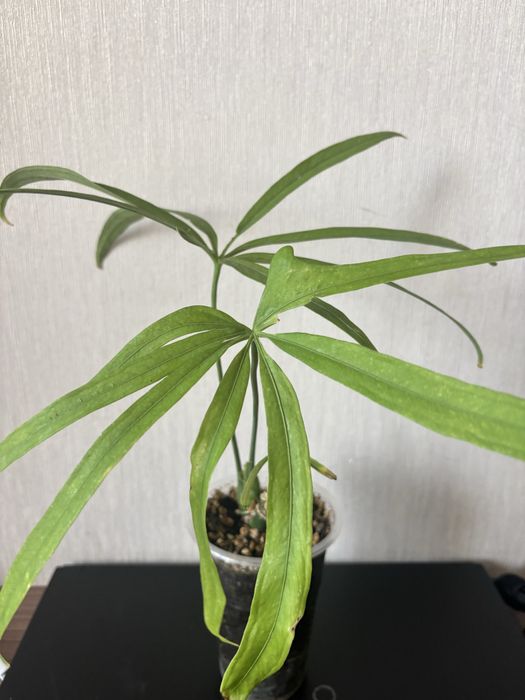 Антуриум многопальчатый (Anthurium polydactylum)