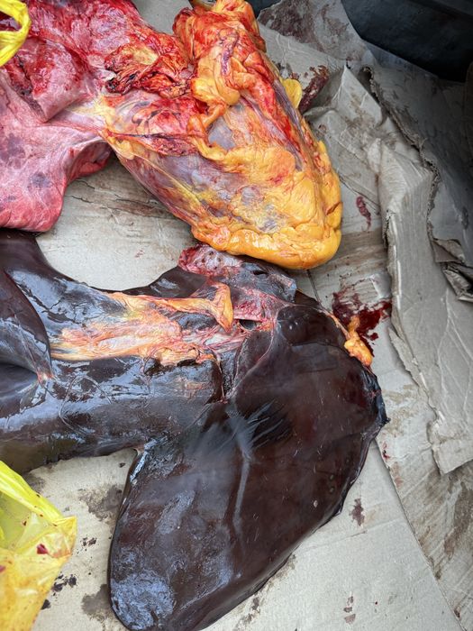 сбой 400 тг кг комплект