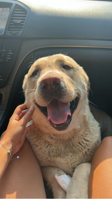 Adopție labdrador, femela, varsta 4 ani