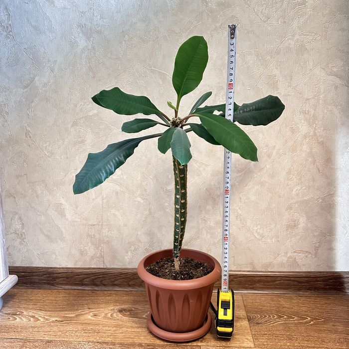 Продам растение Молочай.