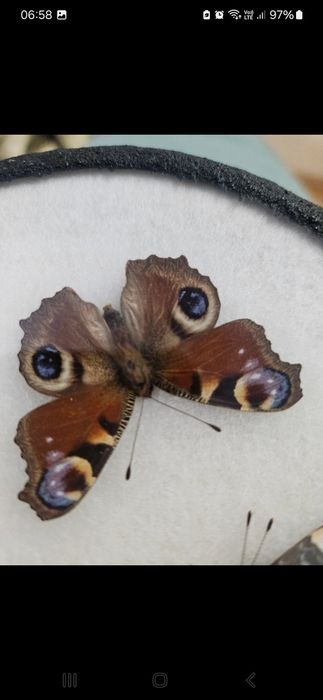 Fluturi rari de colectie