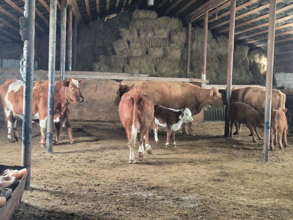 4 корова, 4 теленок