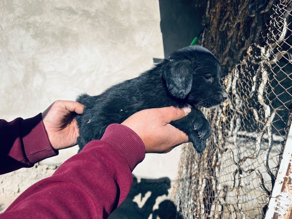 Спаниель от рабочих родителей