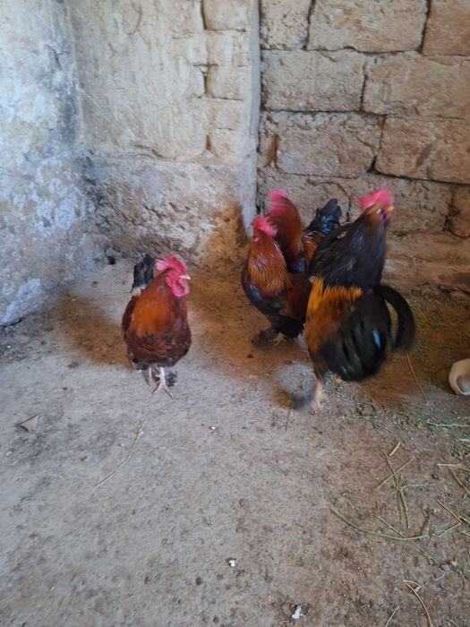 4 петух 10 тысяч