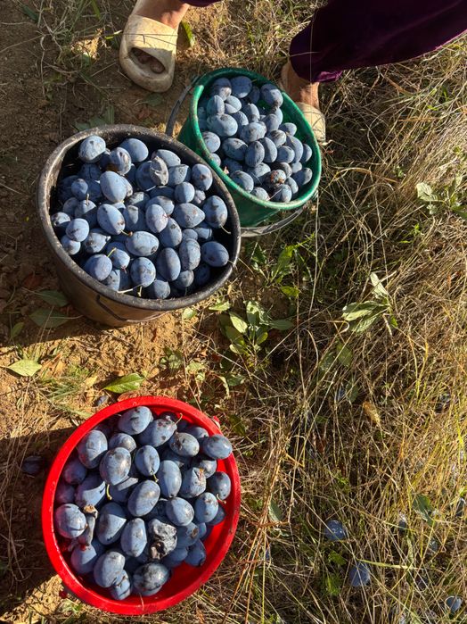 Prune de vanzare pt tuica