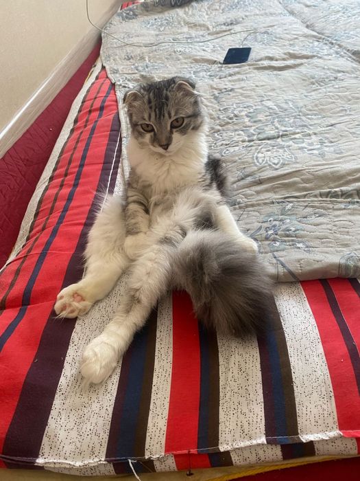 Продается кошка