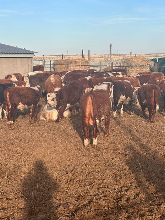 Букалар 85 бас акбас