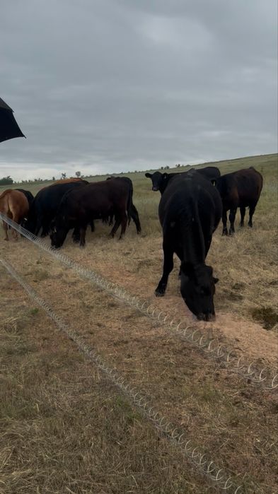 Juninci Angus + Vitele Angus, 6-21 luni, inscrise in asociatie