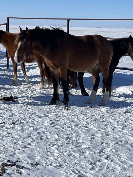 Продается жеребец