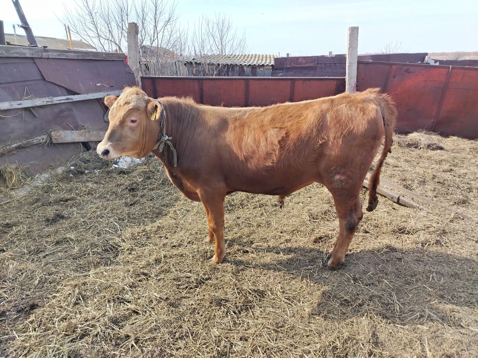 Продам 3 бычка откорм